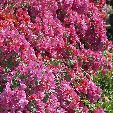 Ξενοδοχείο Moon Beach *